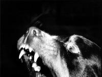 Mad Dogs and Englishmen Go Out in the Midday Sun : Rottweiler : London UK